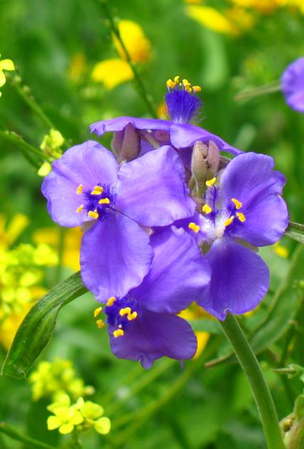 Purple Wart