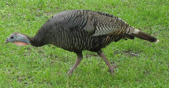 Wild turkey