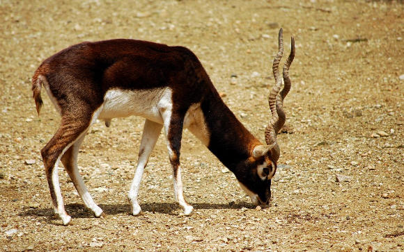 Beautiful male black buck