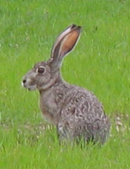 Rabbit in Kerrville Schreiner City Park in Kerrville, Texas