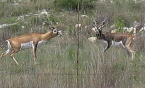 Male black buck fighting over female