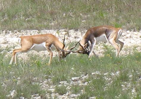Male black buck fighting over female