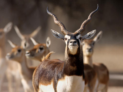 Beautiful male black buck