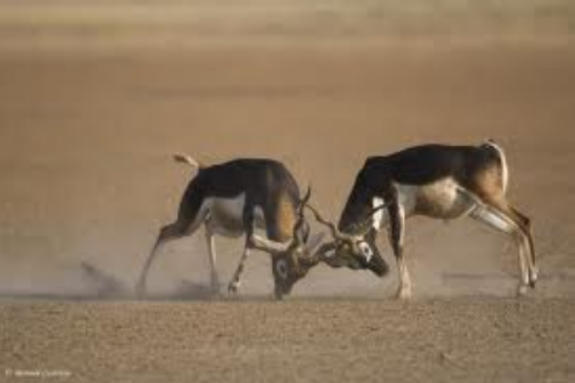 Male black buck fighting over female