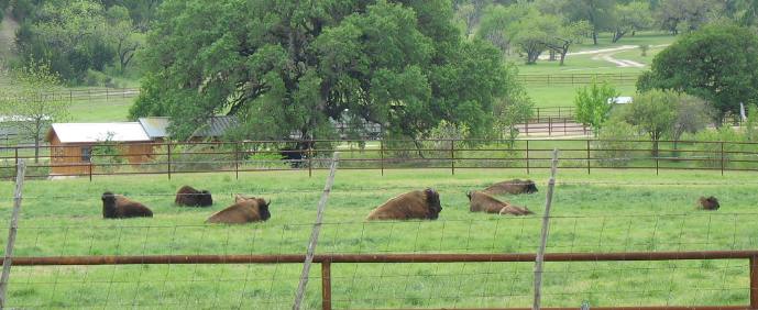 Buffalo on a Texas Hill Country Ranch