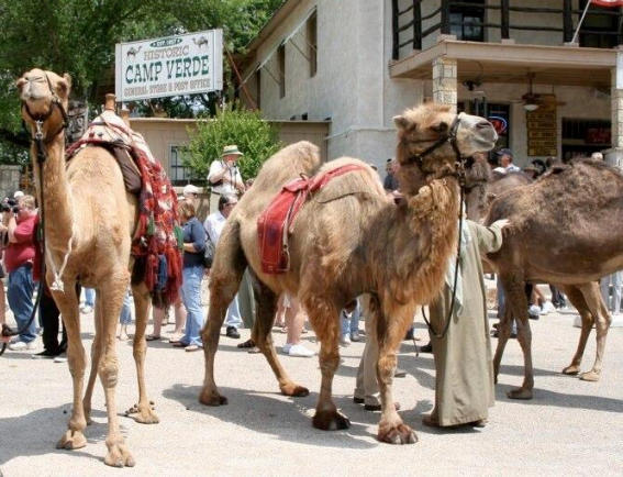 Camel Corps reinactment at Camp Verde