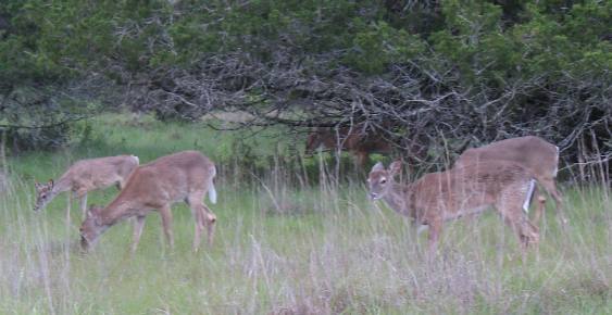 Deer in Kerrville Schreiner City Park in Kerrville, Texas