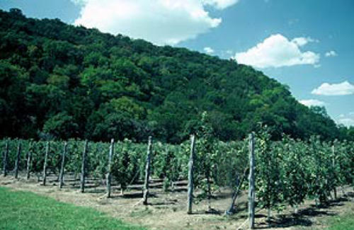 Love Creek Apple Orchard in Medina, Texas