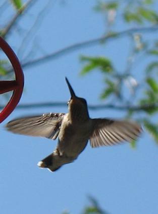 Hill Country hummingbirds in our friends yard in Vanderpool