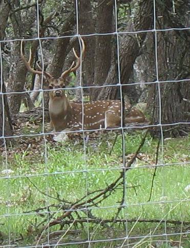 Trophy axis deer
