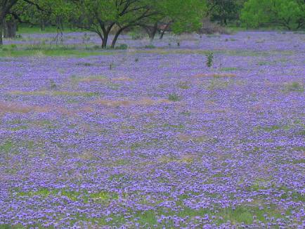 Verbina in South Llano State Park Junction, Texas