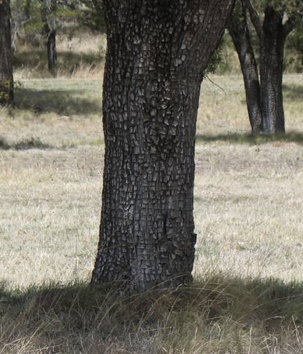 Alligator juniper in Davis Mountains