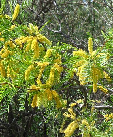 Mesquite in bloom a common sight in west Texas