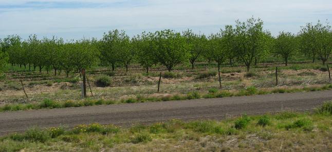 Pecan orchard at Balmorhea, exit on I-10