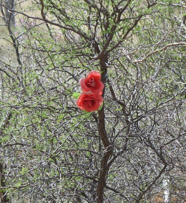 Fake roses on Wild Rose Pass