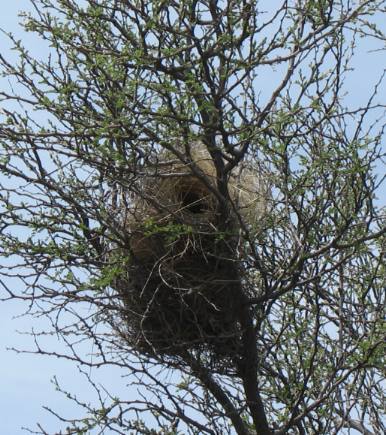 Cactus wren nest
