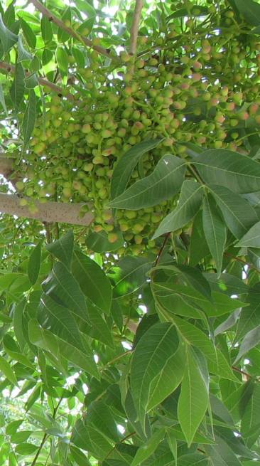 Almond trees planted in honor of each family represented in the church