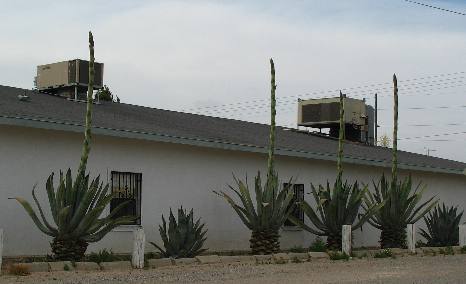 Century plants
