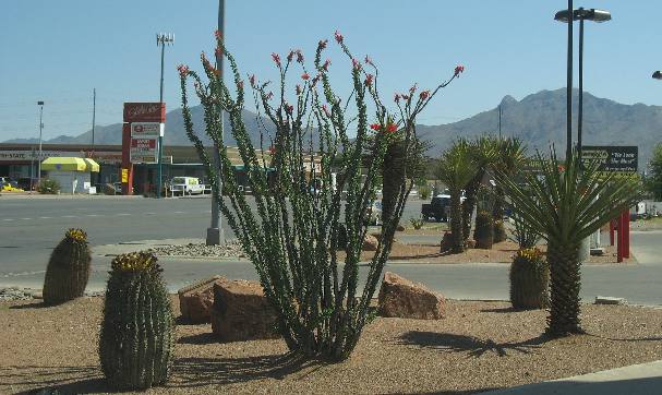 El Paso landscaping