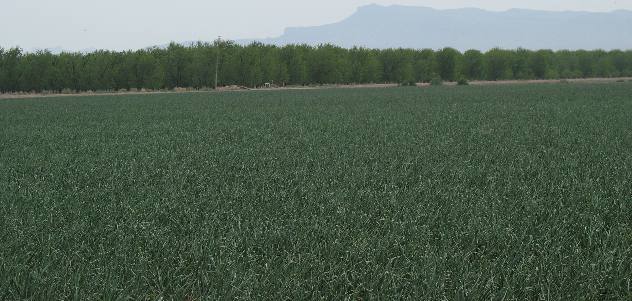 Onions and Pecans in the Rio Grande Valley east of El Paso, Texas