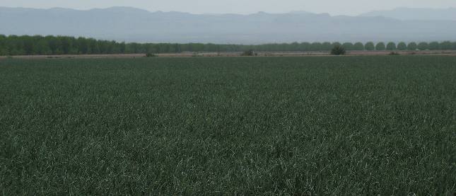 Onions and Pecans in the Rio Grande Valley east of El Paso, Texas