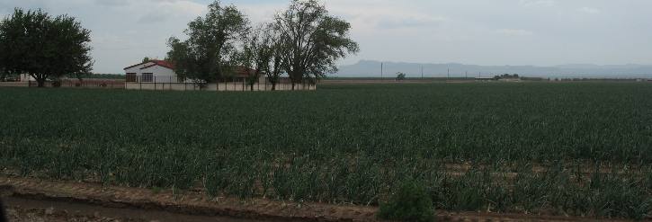 Onions in the Rio Grande Valley east of El Paso, Texas