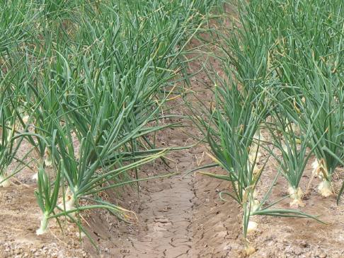Onions in the Rio Grande Valley east of El Paso, Texas