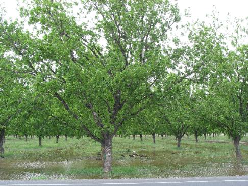 Pecan orchard, near Fabens,  in Rio Grande Valley east of El Paso, Texas