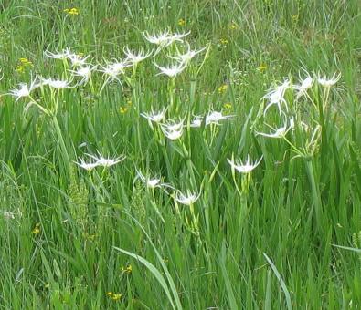 Wild spider lilies