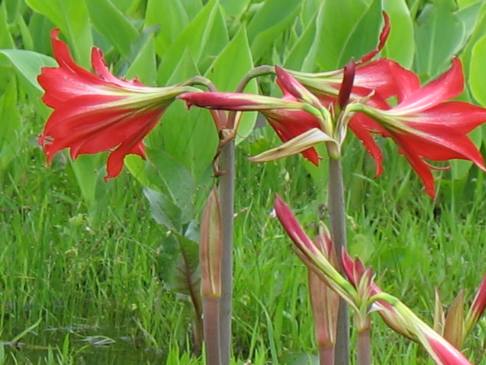 Amaryllis