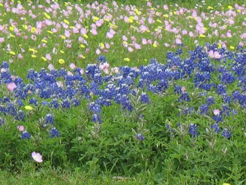 Bluebonnets and primrose