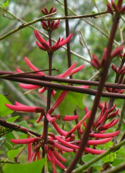 coral bean