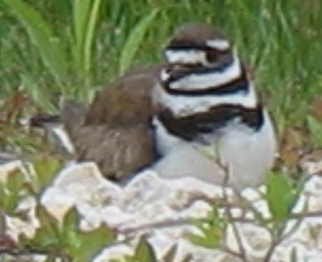 Killdeer was sitting on eggs