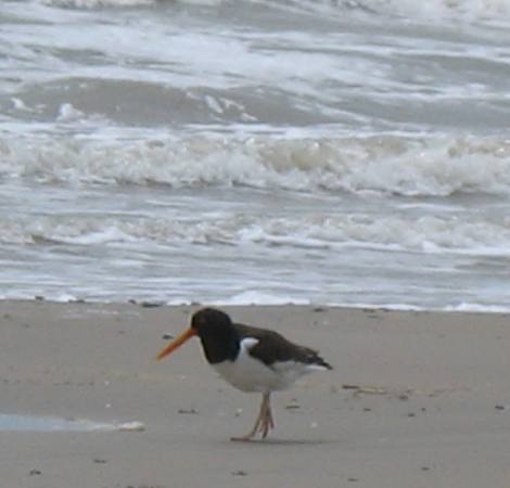 American Oystercatcher