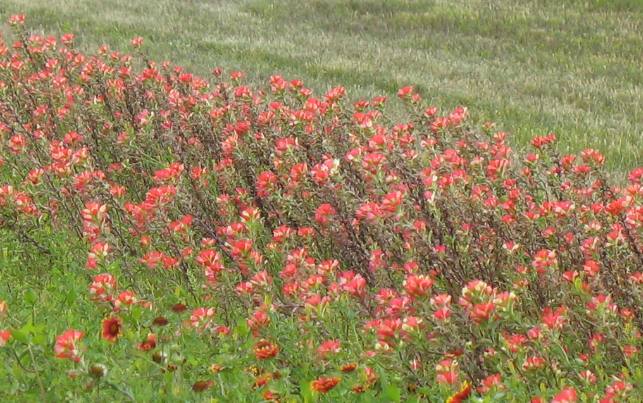 Indian Paintbrush