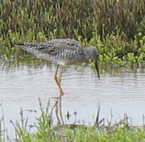 Greater yellow legs