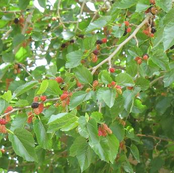 Mulberry tree