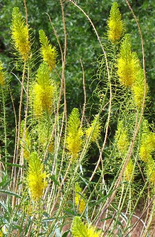 Unidentified yellow flower