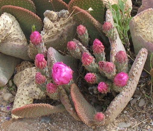Beavers tail cactus in bloom
