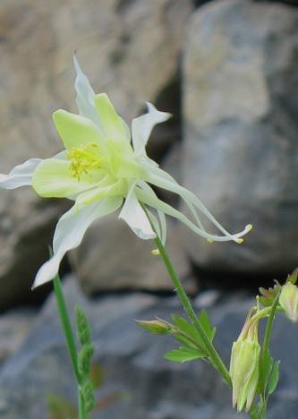 Columbine