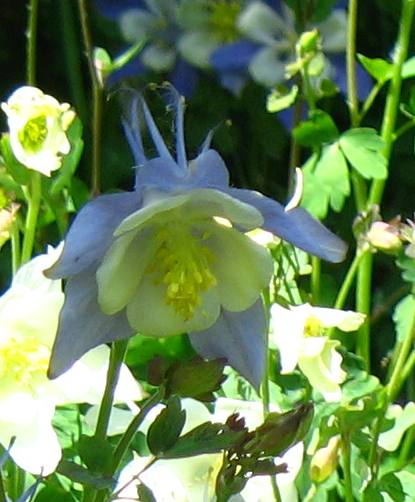 Columbine
