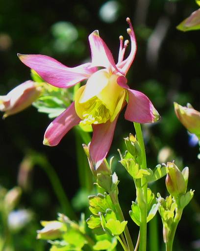 Columbine