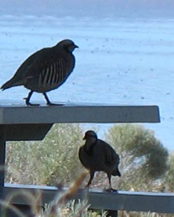 Chukar on Antelope Island in the Great Salt Lake