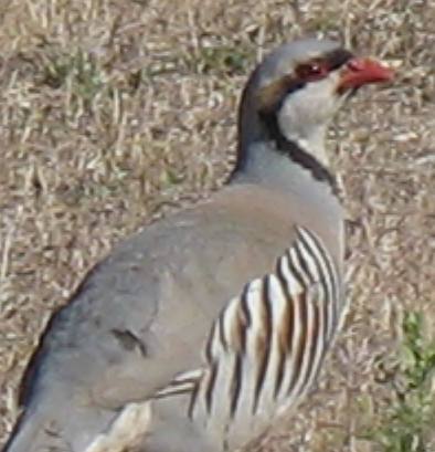 Chukar on Antelope Island in the Great Salt Lake