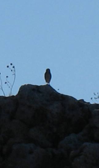 Burrowing owls of Antelope Island in the Great Salt Lake