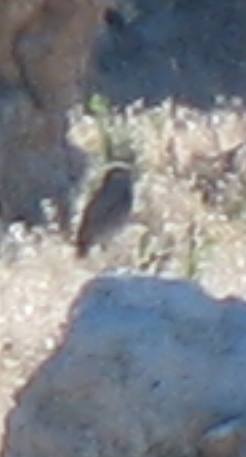 Burrowing owls of Antelope Island in the Great Salt Lake