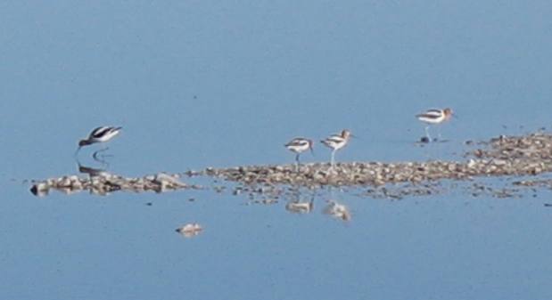 Shore birds feeding along causway to Antelope Island in the Great Salt Lake