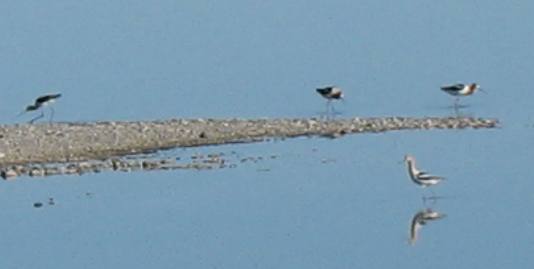 Shore birds along causeway to Antelope Island in the Great Salt Lake