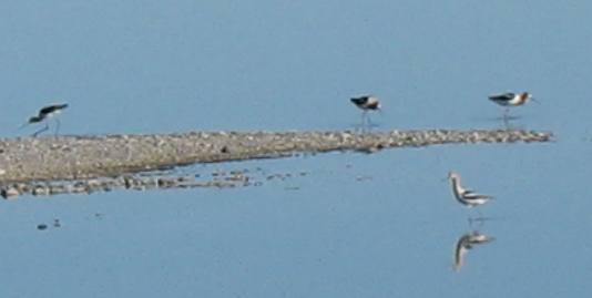 Shore birds along causeway to Antelope Island in the Great Salt Lake