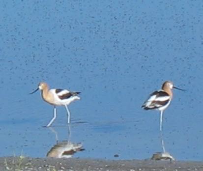 American Avocet